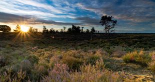 Eensgezindheid over sterk samenwerkingsverband Grenspark Kalmthoutse Heide