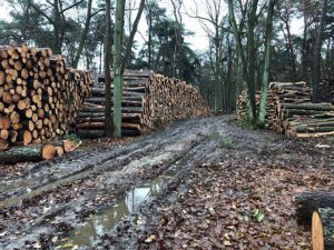 Bosbeheer door het ANB in ‘Franse Heide’ en ‘Beltenbos’3