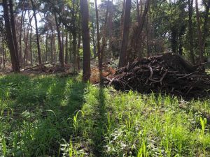 Bosbeheer door het ANB in ‘Franse Heide’ en ‘Beltenbos’5