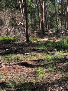 Bosbeheer door het ANB in ‘Franse Heide’ en ‘Beltenbos’6