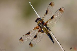 Vera Jordens - Hobby natuur- en macrofotografie - Noordernieuws 2023 - 2