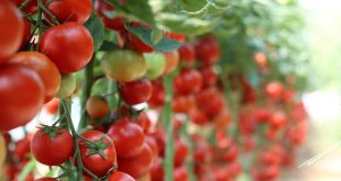 Augustus wat moet er deze maand gebeuren in de tuin