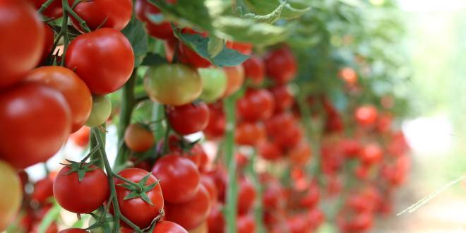 Augustus wat moet er deze maand gebeuren in de tuin