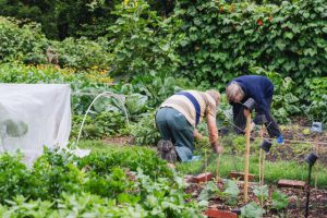 Vrijwilligers en OCMW-cliënten tuinieren samen in 'Den Hof'4