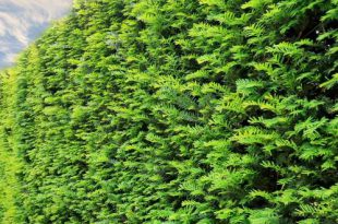Behaag Natuurlijk 2023 Samenwerking Natuurpunt en gemeente Essen