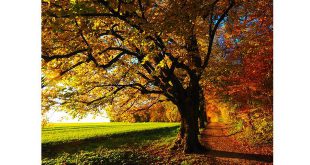 Maak je huis en tuin herfstklaar met deze tien klusjes