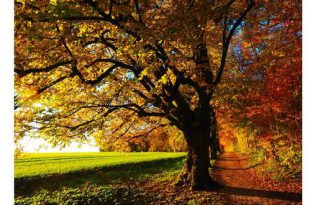 Maak je huis en tuin herfstklaar met deze tien klusjes