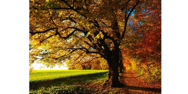 Maak je huis en tuin herfstklaar met deze tien klusjes