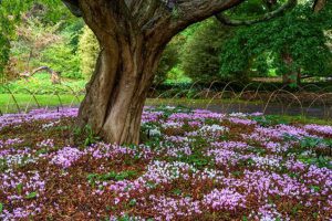 Plantendag zet in op klimaatbewust tuinieren