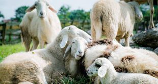 Schapenbegrazing Klein Schietveld voor hogere natuurkwaliteit