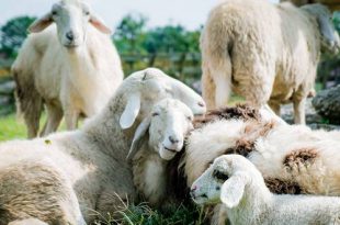 Schapenbegrazing Klein Schietveld voor hogere natuurkwaliteit