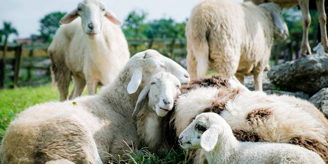 Schapenbegrazing Klein Schietveld voor hogere natuurkwaliteit