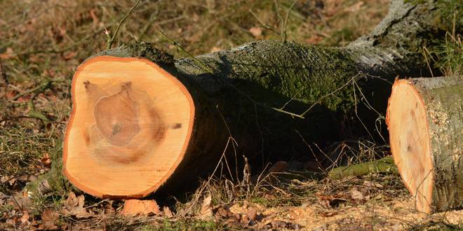 Bomenkap in Kapellen