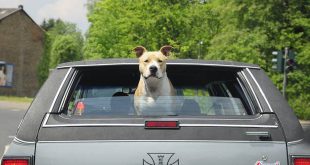 Hond mee op vakantie naar Noorwegen Behandeling voor vossenlintworm verplicht!