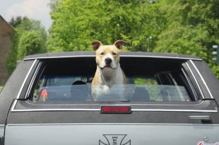 Hond mee op vakantie naar Noorwegen Behandeling voor vossenlintworm verplicht!