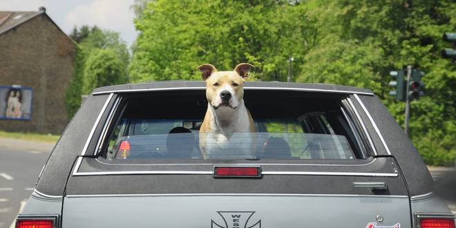 Hond mee op vakantie naar Noorwegen Behandeling voor vossenlintworm verplicht!