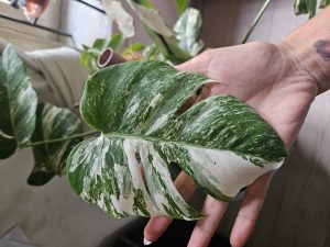 Dorien Baeyens kweekt Monstera Variegata (gatenplant)