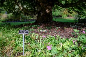 Arboretum Kalmthout lanceert adoptie van bomen
