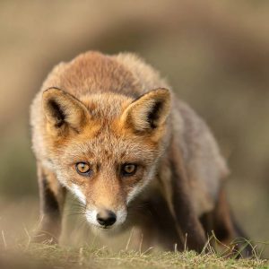 Ontdek 'Onze GroenRand-natuur' - Een project van GroenRand