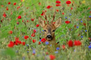 Ontdek 'Onze GroenRand-natuur' - Een project van GroenRand