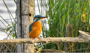 Ontdek 'Onze GroenRand-natuur' - Een project van GroenRand