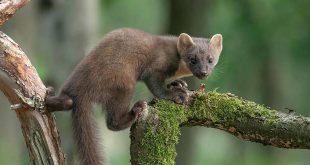 Ontdek 'Onze GroenRand-natuur' - Een project van GroenRand