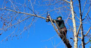 De schaar erin Snoeien is zelden noodzakelijk voor bomen