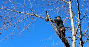 De schaar erin Snoeien is zelden noodzakelijk voor bomen