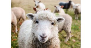 Essen zet schapen in voor ecologisch heidebeheer en natuurbehoud