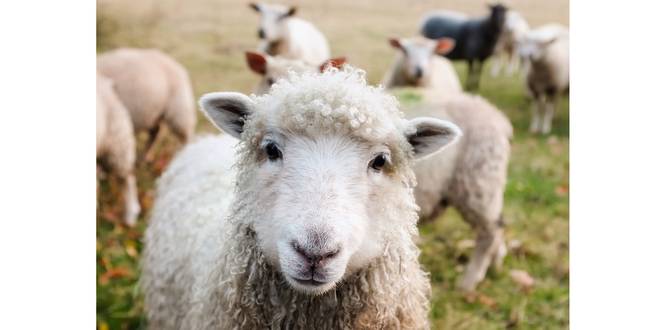 Essen zet schapen in voor ecologisch heidebeheer en natuurbehoud