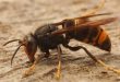 Vlaams Belang Kalmthout vraagt terugbetaling verwijderen (secundaire) nesten Aziatische hoornaar