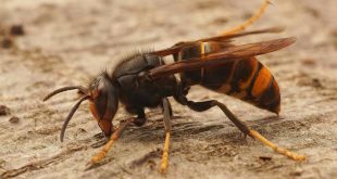 Vlaams Belang Kalmthout vraagt terugbetaling verwijderen (secundaire) nesten Aziatische hoornaar