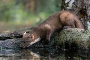 Zeldzame boommarter floreert in het bosrijke GroenRand3