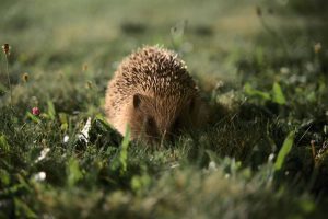 egel in de tuin stefan-heinemann-S6BR5GOqB4A-unsplash