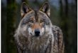 Tweede wolf in onze regio