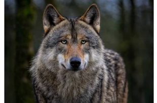 Tweede wolf in onze regio