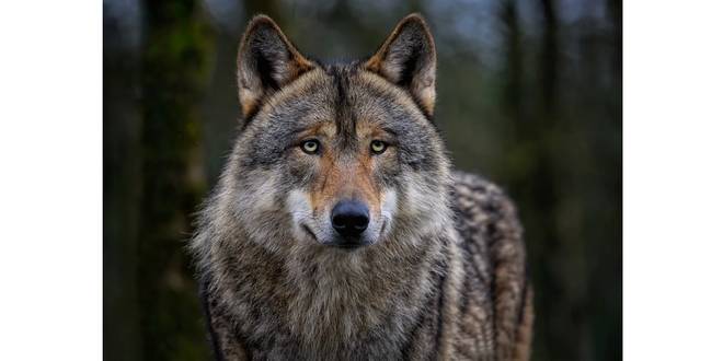 Tweede wolf in onze regio