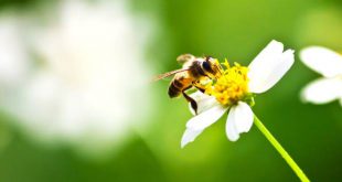 Brasschaat helpt bijen aan voedsel