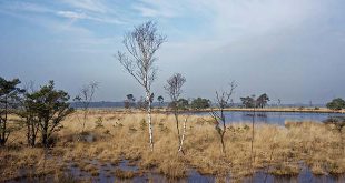 Grenspark Kalmthoutse Heide zoekt nieuwe voorzitter