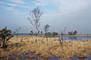 Grenspark Kalmthoutse Heide zoekt nieuwe voorzitter