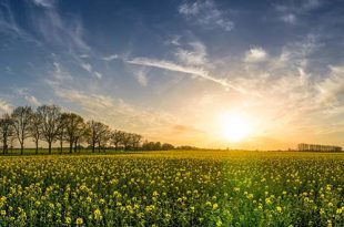 4 voordelen van wonen op het platteland