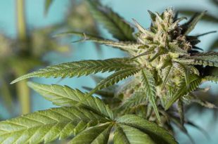 Drugscriminaliteit binnen onze zone