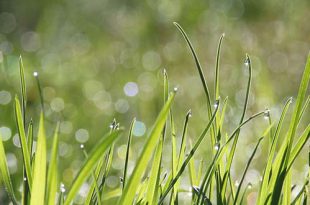 Maai Mei Niet is terug! Registreer nu jouw tuin