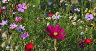 wat moet er deze maand gebeuren in de tuin?