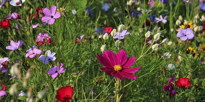 wat moet er deze maand gebeuren in de tuin?