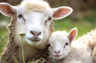 Schapen scheren in Brasschaat
