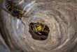 Start van wespenseizoen: uitkijken voor wespennesten