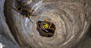 Start van wespenseizoen: uitkijken voor wespennesten