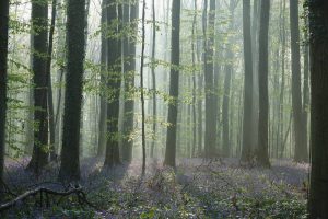 GroenRand regeerakkoord 2024 - 2029 moet aandacht hebben voor creatie robuuste, weerbare natuur 3