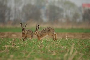 GroenRand regeerakkoord 2024 - 2029 moet aandacht hebben voor creatie robuuste, weerbare natuur 4